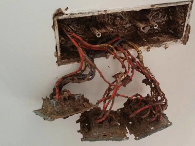 小樓白蟻預防所白蟻危害主要呈現(xiàn)的特性是什么